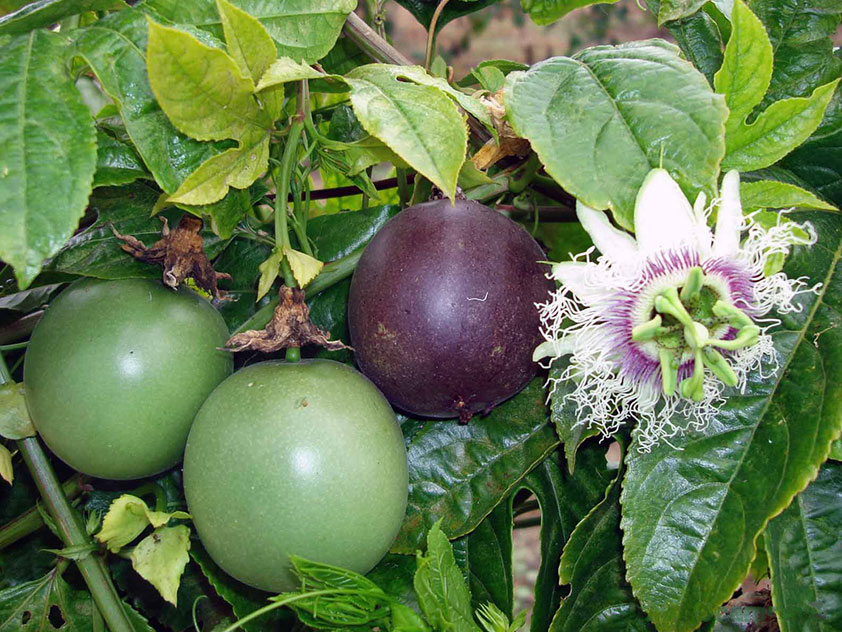 Пассифлора съедобная - Passiflora edulis. Пассифлора фото.