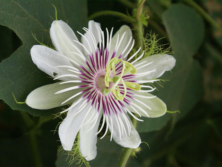 Пассифлора изменчивая - Passiflora foetida. Пассифлора фото.