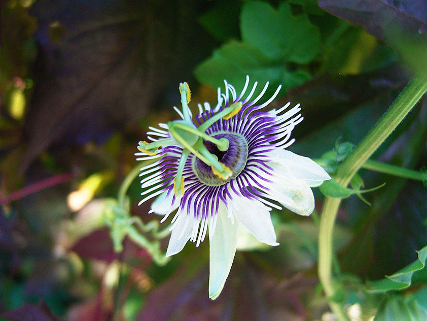 Пассифлора - Passiflora. Пассифлора фото.