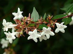 Абелия крупноцветковая - Abelia grandiflora, абелия фото