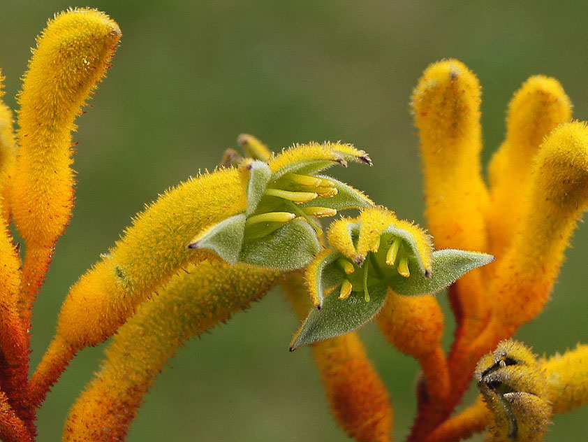 Анигозантос желтоватый, или Лапа кенгуру