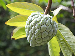 Аннона чешуйчатая, или Сахарное яблоко - Annona squamosa, аннона фото