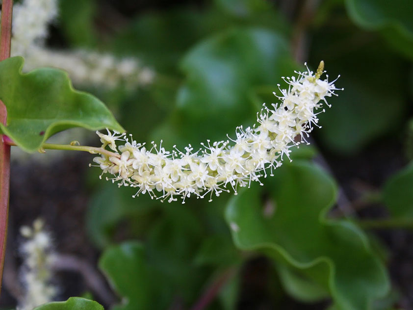 Анредера серцелистная - Anredera cordifolia, анредера фото