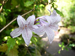 Азистазия прекрасная - Asystasia bella, азистазия фото
