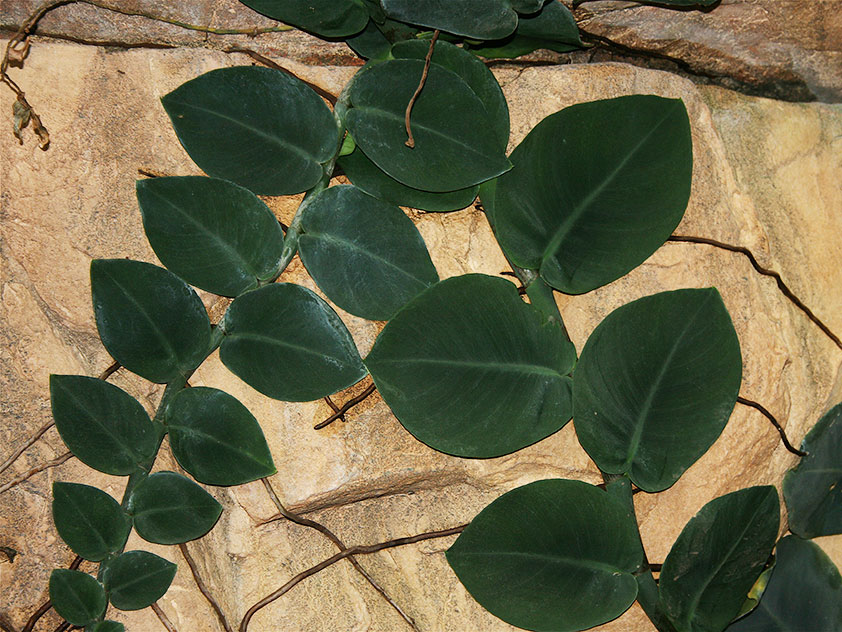 Рафидофора скрытостебельная - Rhaphidophora celatocaulis, рафидофора фото