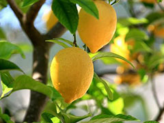 Комнатный лимон. Выращивание и уход.