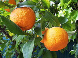 Комнатное растение - Померанец - Citrus bigaradia, померанец фото