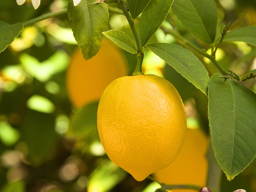 Комнатный лимон - Citrus limon, лимон фото