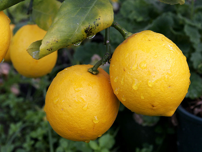 Комнатный лимон - Citrus limon, лимон фото