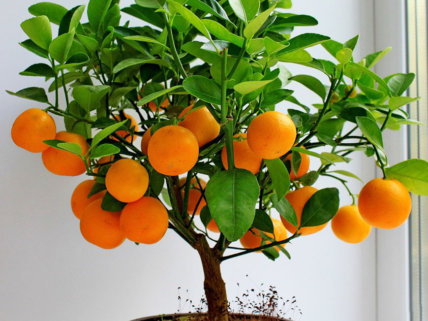 Комнатный мандарин - Citrus reticulata, мандарин фото