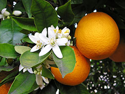 Комнатный апельсин - Citrus sinensis, апельсин фото
