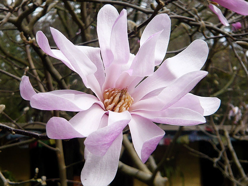 Магнолия звездчатая - Magnolia stellata, магнолия фото