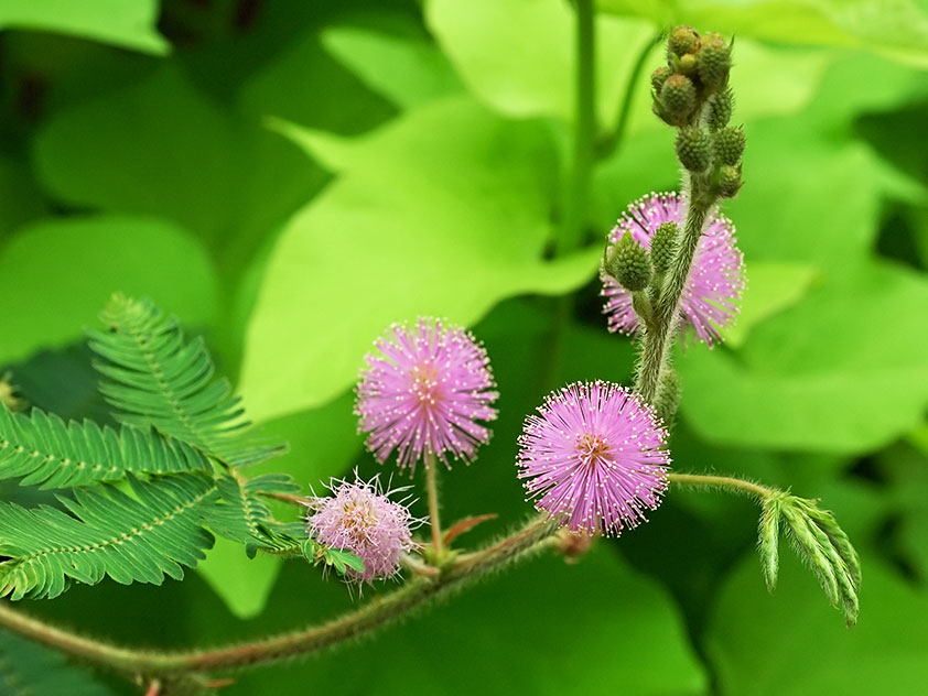 Мимоза стыдливая - Mimosa pudica, мимоза фото