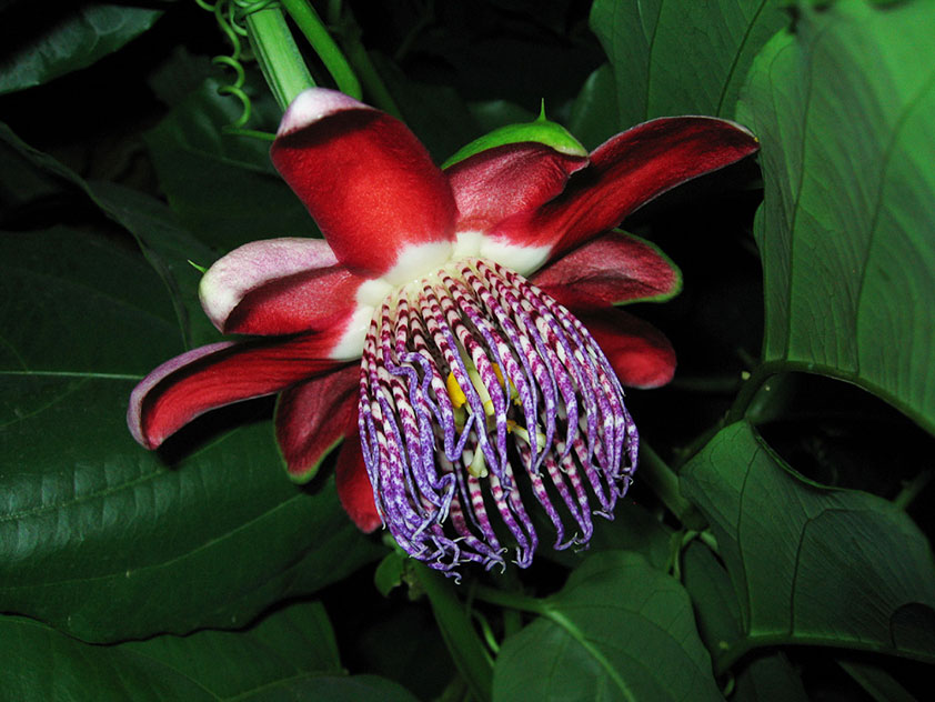 Пассифлора крылатая - Passiflora alata. Пассифлора фото.