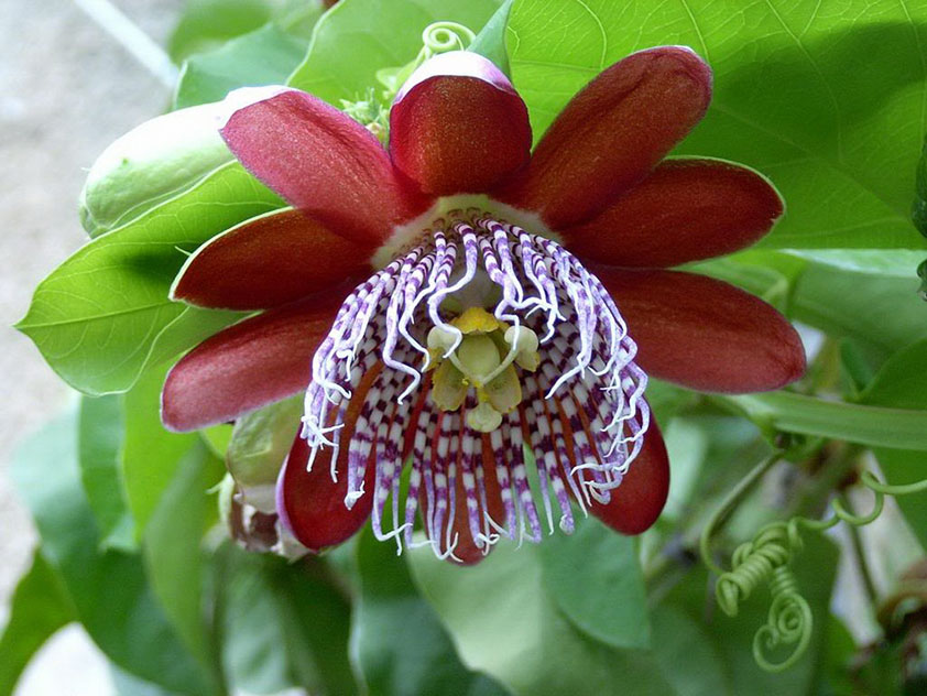 Пассифлора крылатая - Passiflora alata. Пассифлора фото.