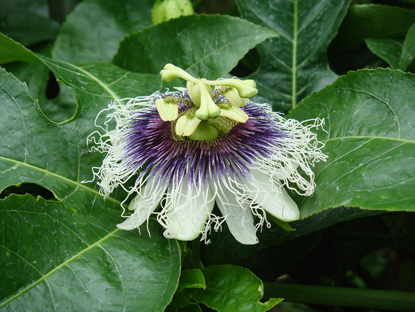 Пассифлора съедобная - Passiflora edulis. Пассифлора фото.