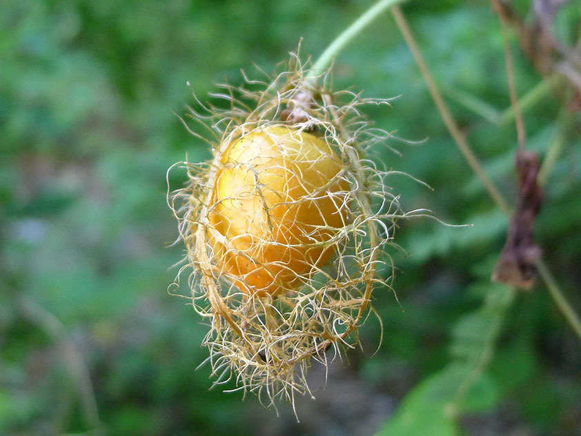 Пассифлора изменчивая - Passiflora foetida. Пассифлора фото.
