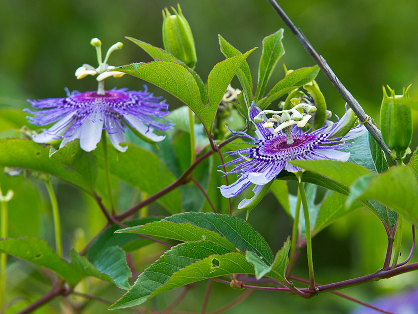 Пассифлора инкарнатная - Passiflora incarnata. Пассифлора фото.