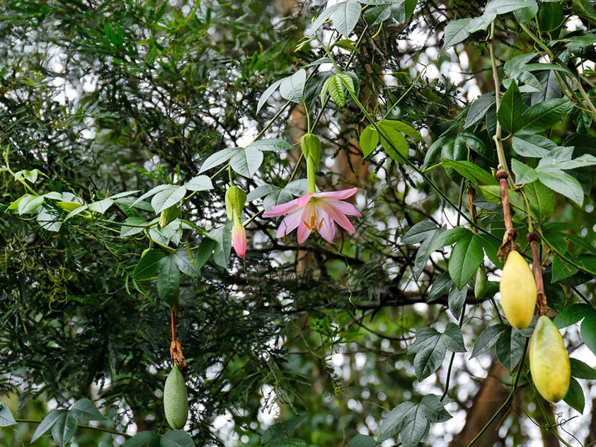 Пассифлора нежнейшая - Passiflora mollissima. Пассифлора фото.