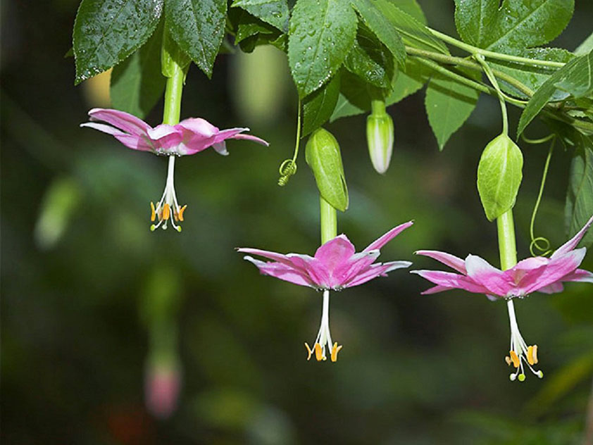 Пассифлора нежнейшая - Passiflora mollissima. Пассифлора фото.