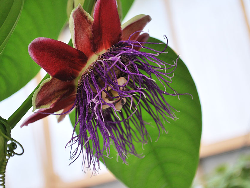 Пассифлора четырехгранная - Passiflora quadrangularis. Пассифлора фото.
