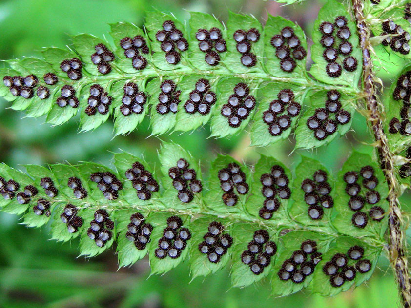 Многорядник Брауна - Polystichum braunii, многорядник фото