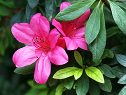 Комнатное растение - Азалия - Rhododendron simsii, азалия фото