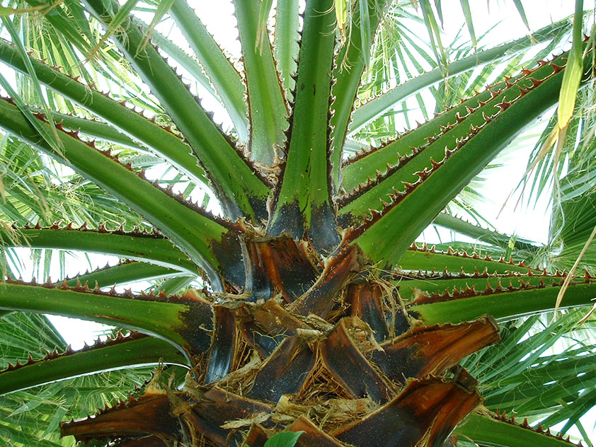 Вашингтония могучая - Washingtonia robusta, вашингтония фото