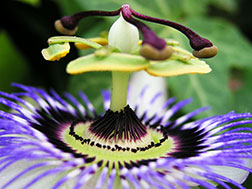 Пассифлора - Passiflora. Пассифлора фото.