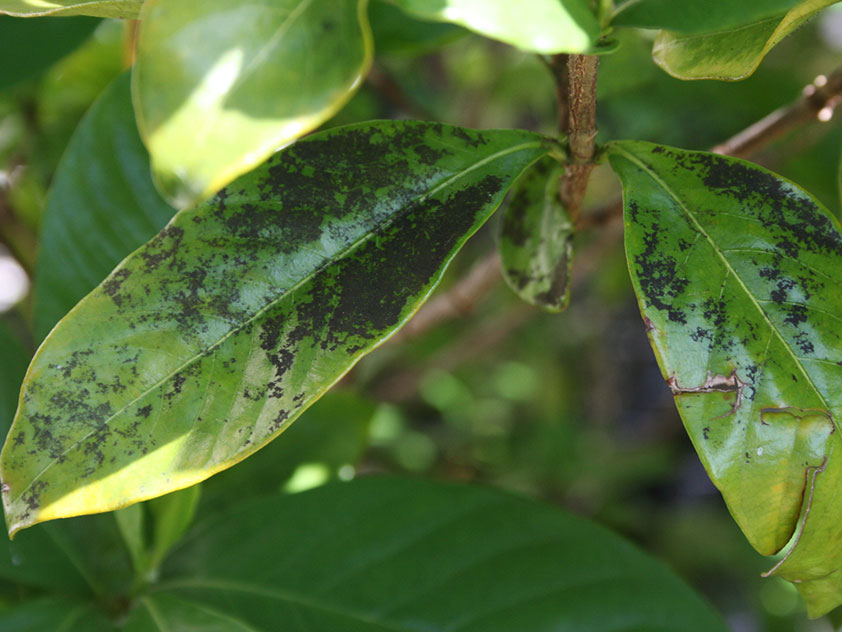 Гардения жасминовидная чернеют листья. Фото.