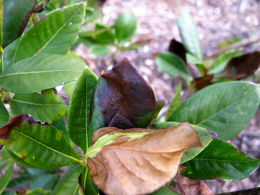 Гардения жасминовидная сохнут листья. Фото.