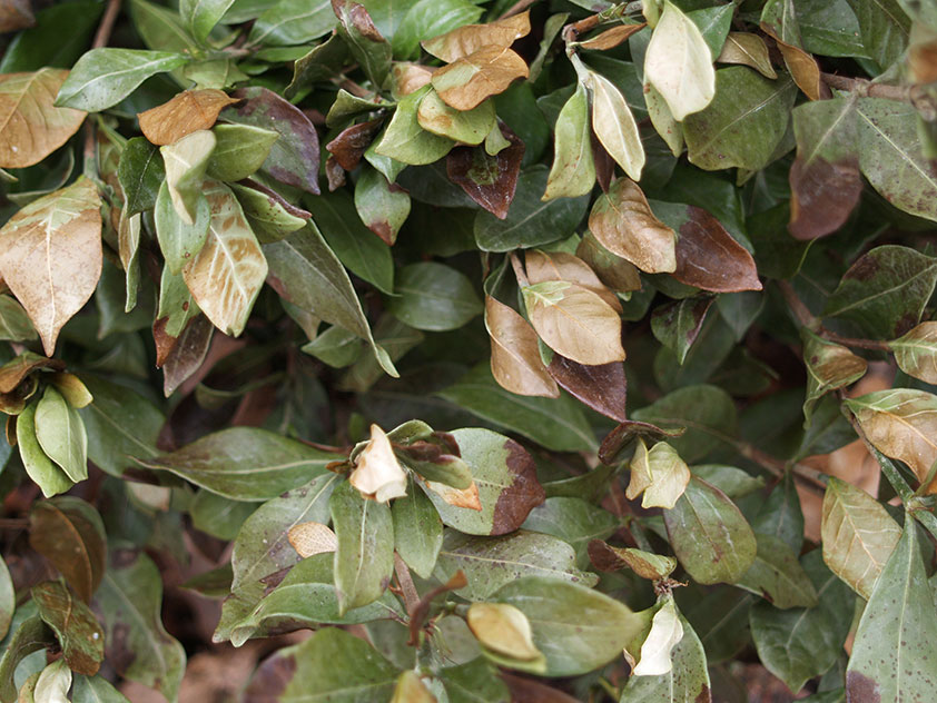 У гардении жасминовидной сохнут и опадают листья. Фото.