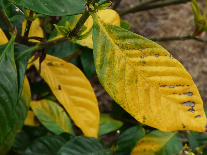 У гардении жасминовидной желтеют и опадают листья. Фото.