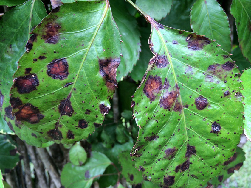 Пятна на листьях, вызванные бактериями.